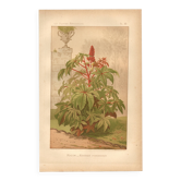 Gravure botanique de 1889 - Ricin - Lithographie ancienne de fleur