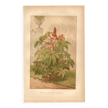 Botanical engraving from 1889 - Castor oil plant - Antique lithograph of a flower. Plate.