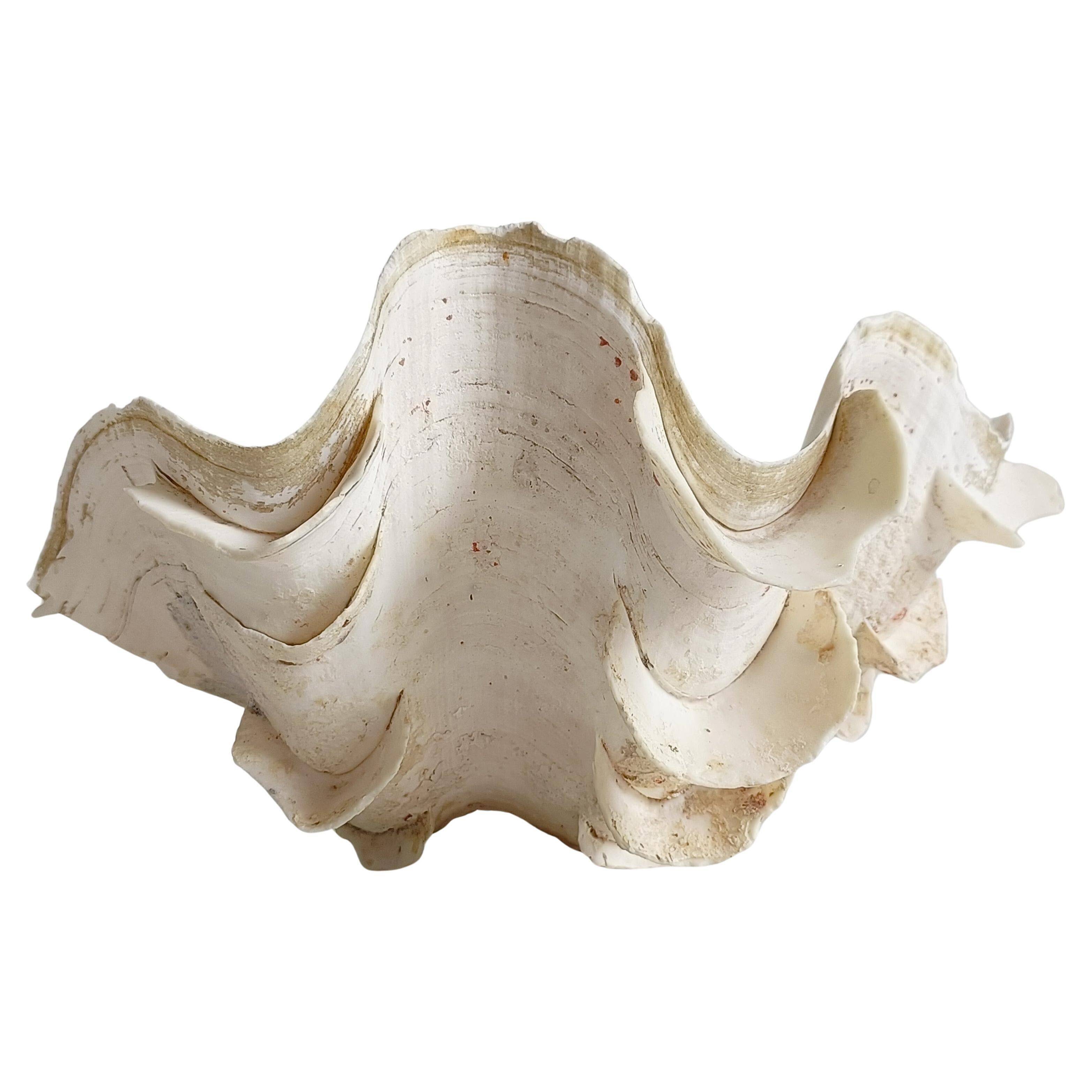 Stunning South Pacific Clam Shell – Sculptural Organic Modern Object