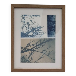 Cyanotype encadré