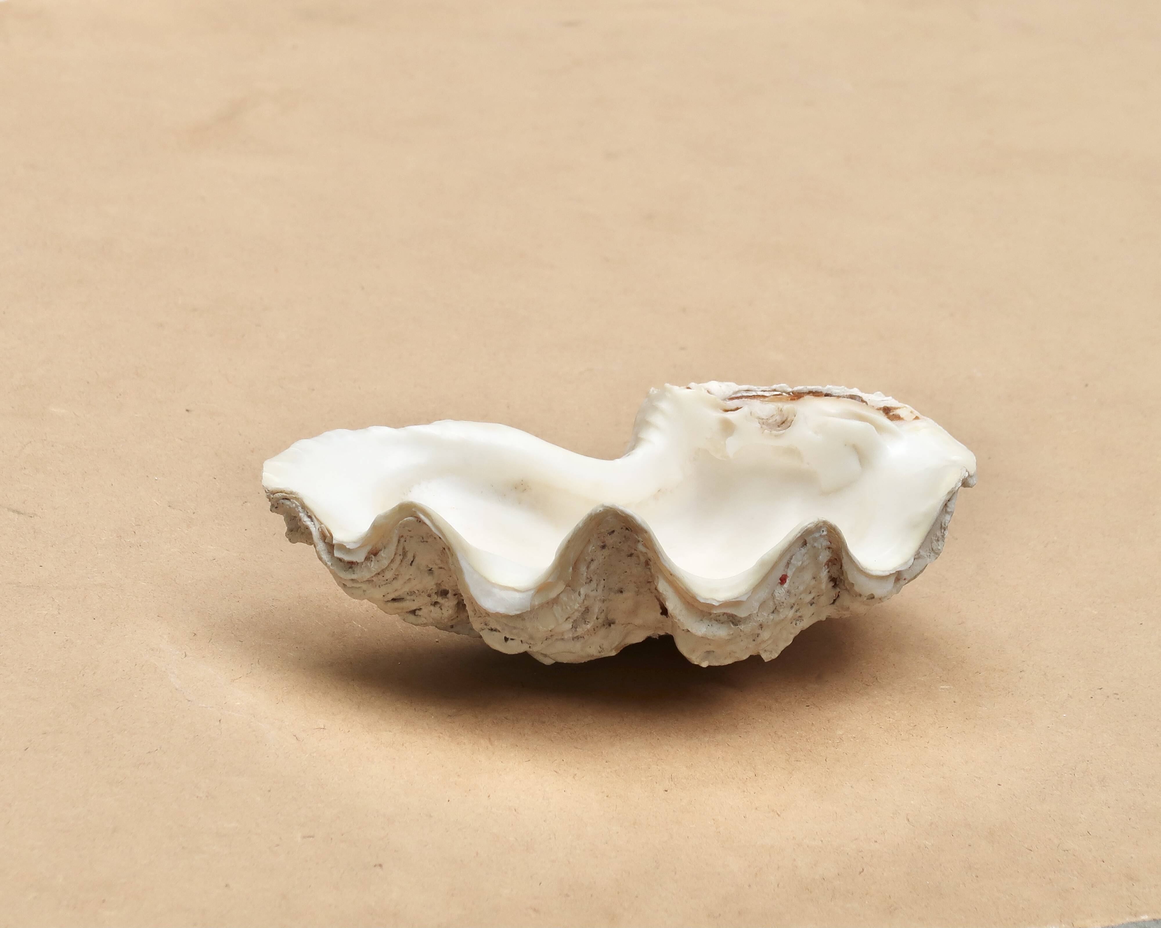 Natural white beige shell vide poche from the 1970s.