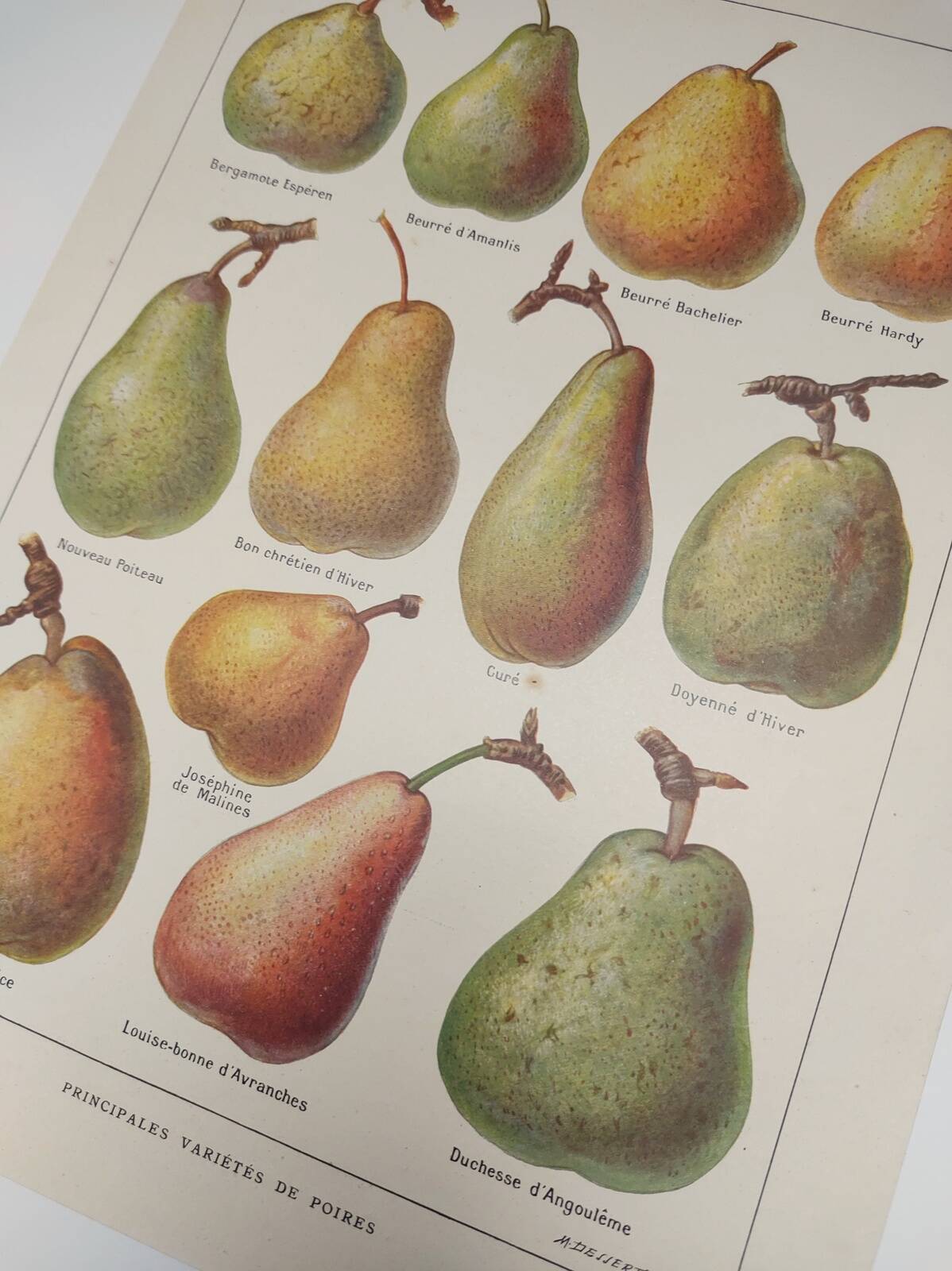 Original engraving from 1922 - Pear - Old orchard board, pear fruit