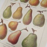 Original engraving from 1922 - Pear - Old orchard board, pear fruit