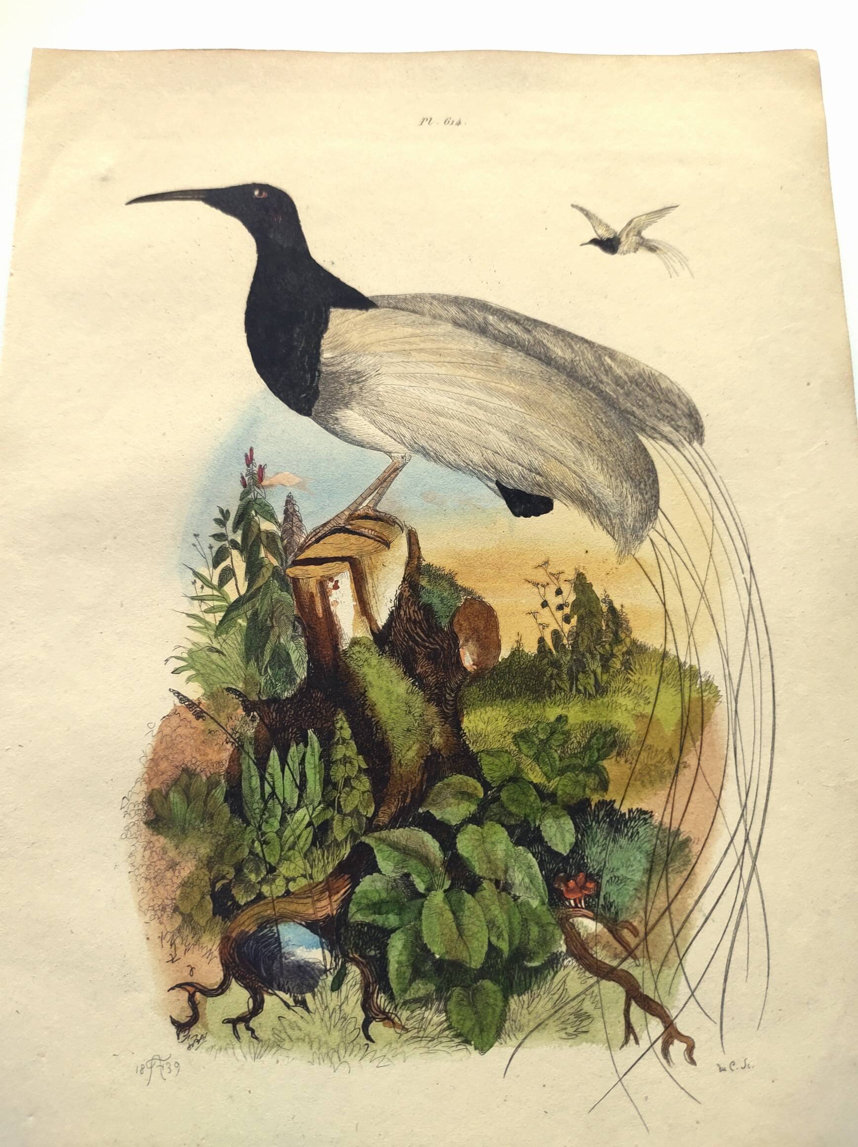 Antique engraving from 1839 -Promerops bird- hand-colored, by DuCasse