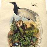 Antique engraving from 1839 -Promerops bird- hand-colored, by DuCasse