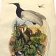 Gravure ancienne de 1839 -Oiseau Promerops- coloriée à la main, de DuCasse
