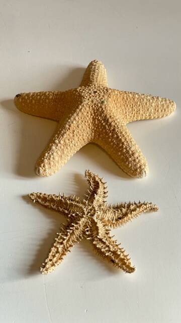 Vintage starfish