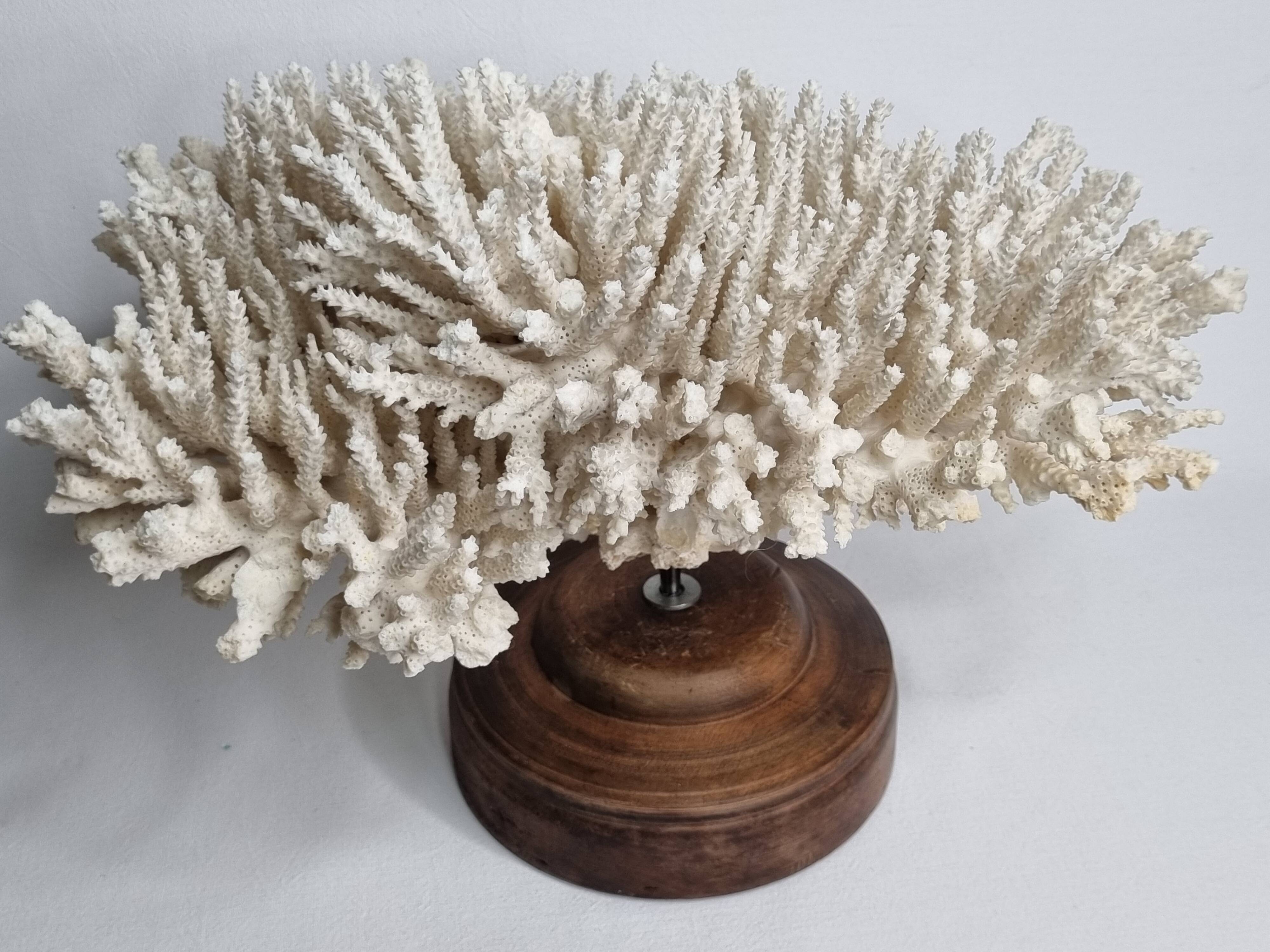 Antique natural white coral on turned wooden base 41 cm
