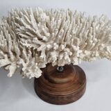 Ancien corail naturel blanc sur socle en bois tourné 41 cm