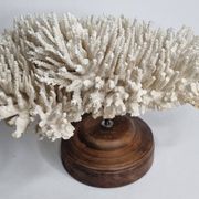Ancien corail naturel blanc sur socle en bois tourné 41 cm
