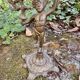 Pair of brass cherub candlesticks