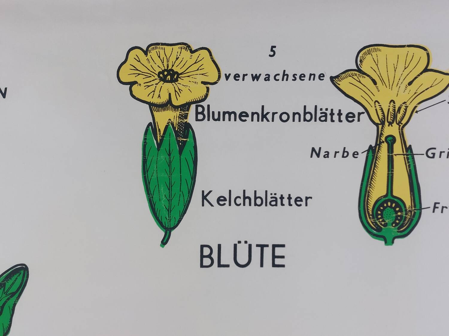 Vintage educational wall hanging roll chart biology plants botanical