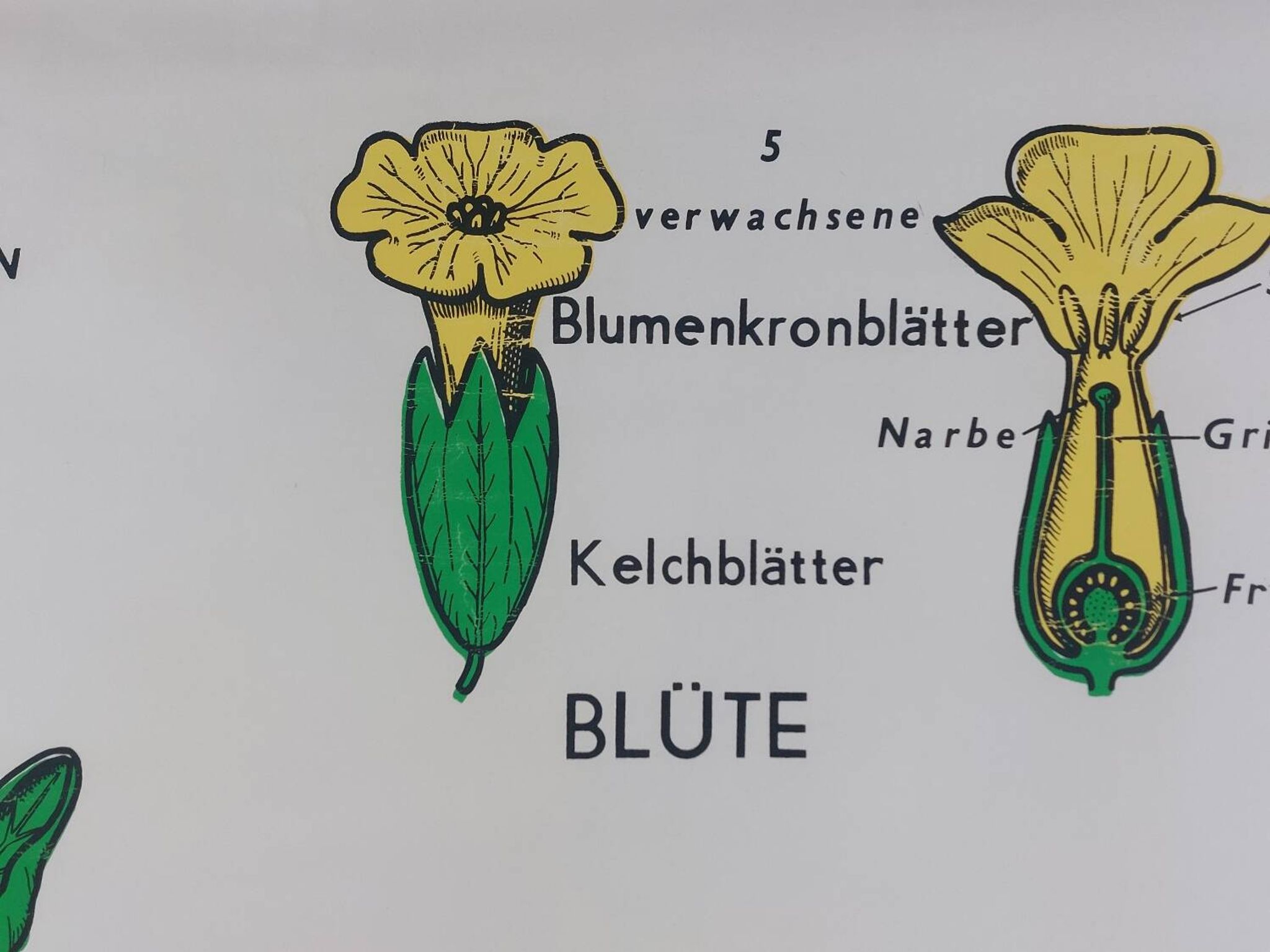 Vintage educational wall hanging roll chart biology plants botanical