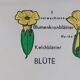 Vintage educational wall hanging roll chart biology plants botanical