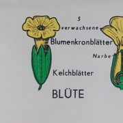 Vintage educational wall hanging roll chart biology plants botanical