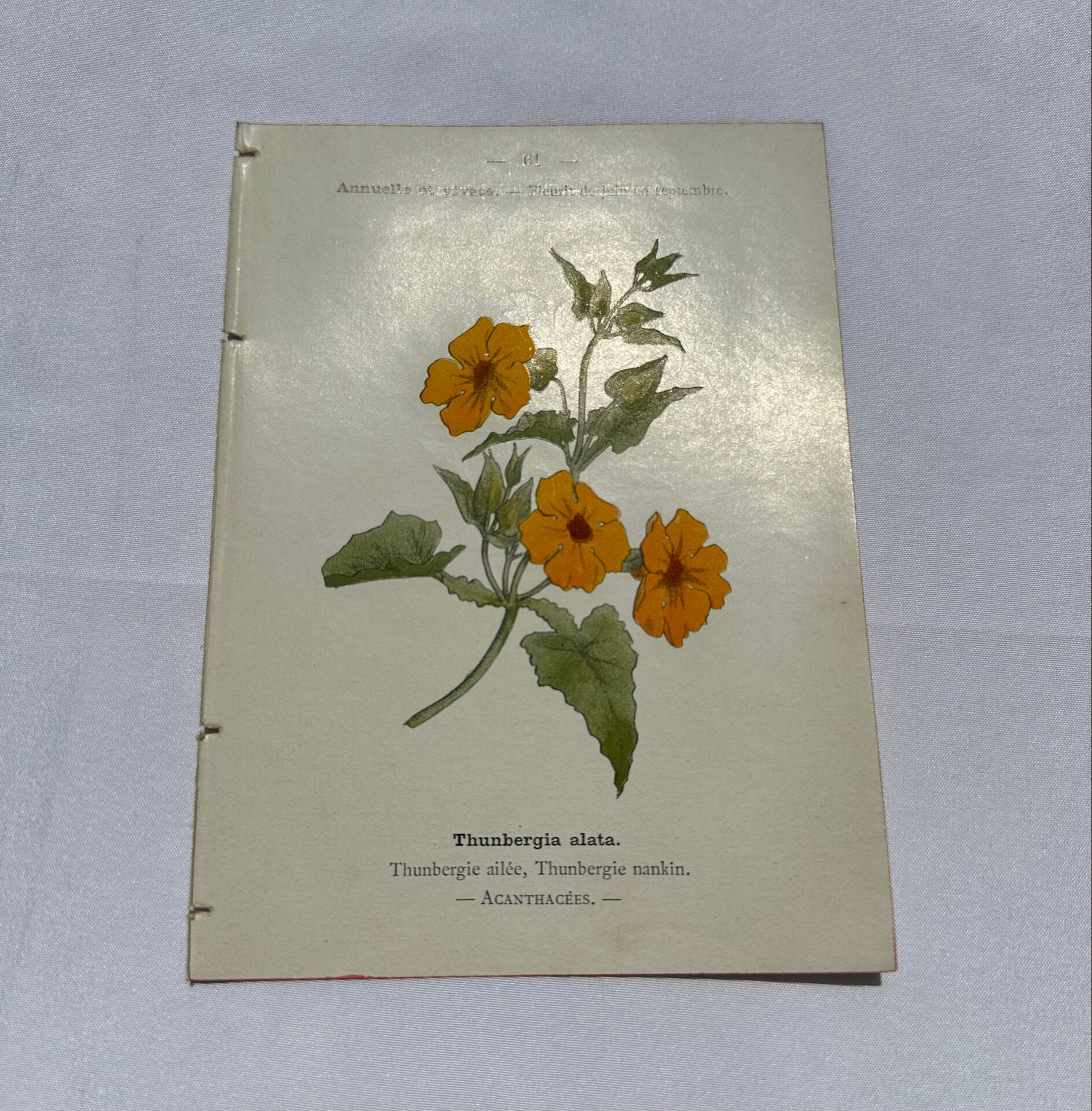 Gravure florale planche botanique vintage double face