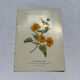 Gravure florale planche botanique vintage double face