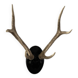 Trophée de chasse