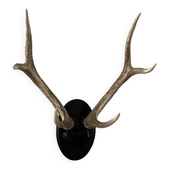 Hunting trophy