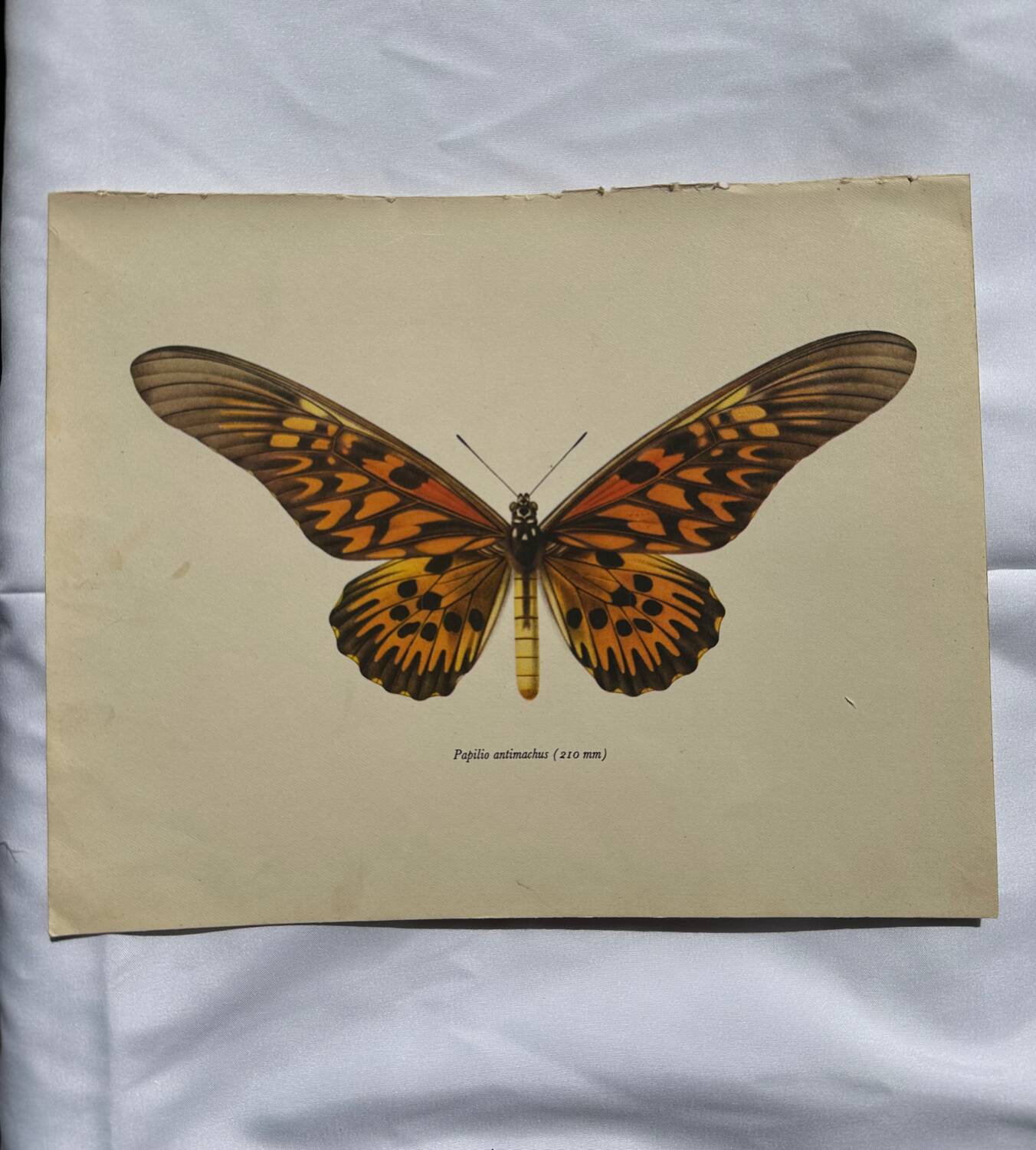 Gravure ancienne papillon 1900 planche botanique naturaliste