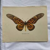 Antique butterfly engraving 1900 naturalist botanical plate
