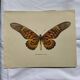 Gravure ancienne papillon 1900 planche botanique naturaliste