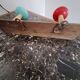 Coat rack seventies 1970