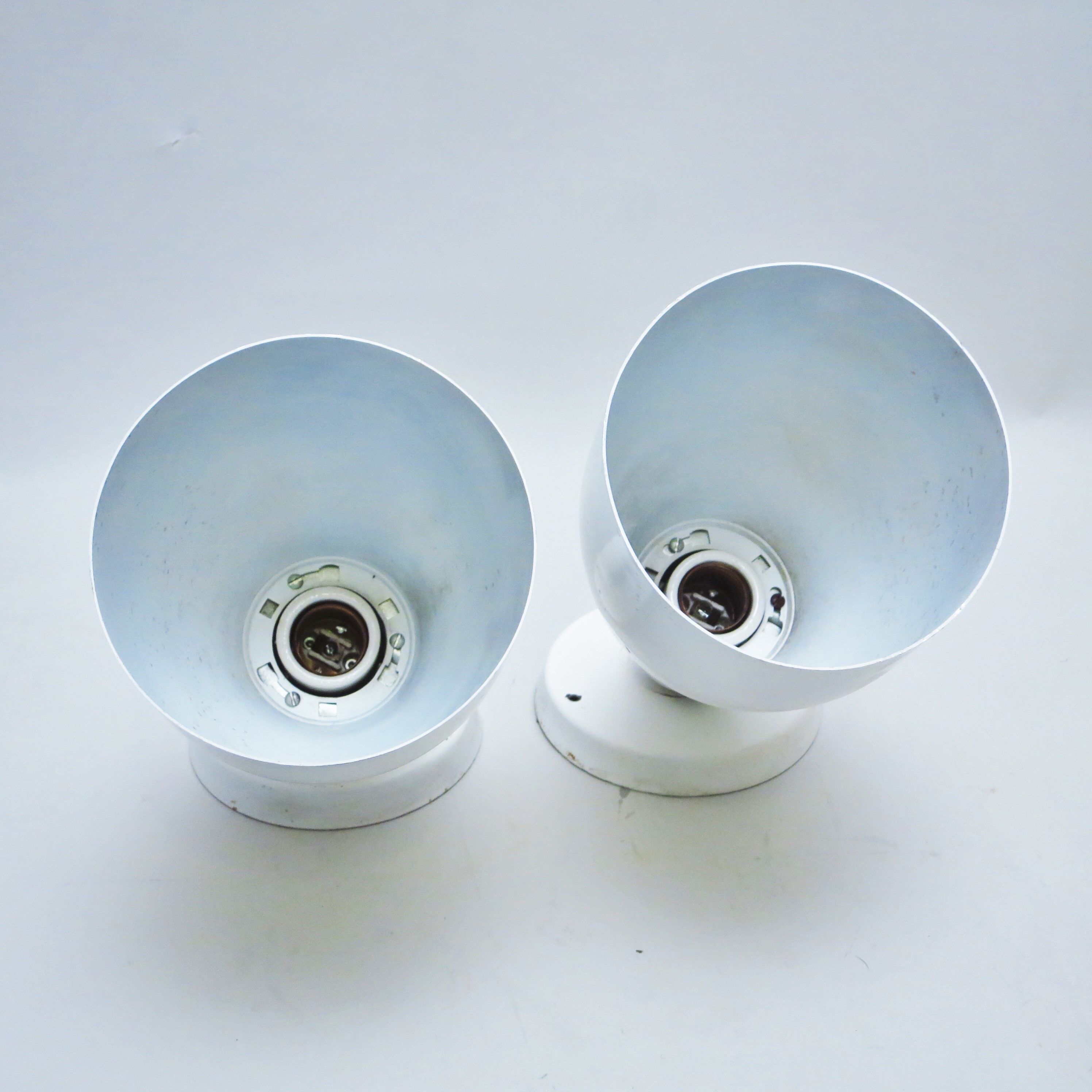 Pair of great white spots Lita