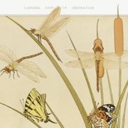 Poster “Butterflies”, after an Art Nouveau lithograph from 1897