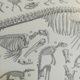Lithographie sur les squelettes de 1928