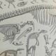 Lithographie sur les squelettes de 1928