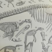 Lithographie sur les squelettes de 1928
