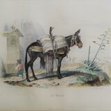 Original zoological plank "the Mulet" Buffon 1840