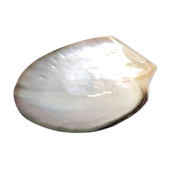 Empty engraved mother-of-pearl pocket, polished pearl oyster, 70s
