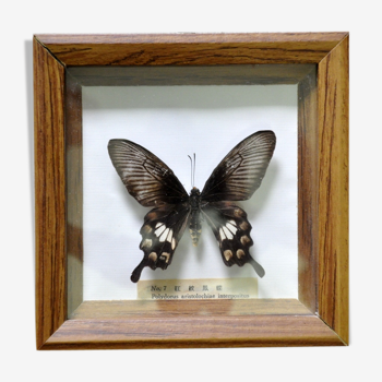 Framed naturalized butterfly