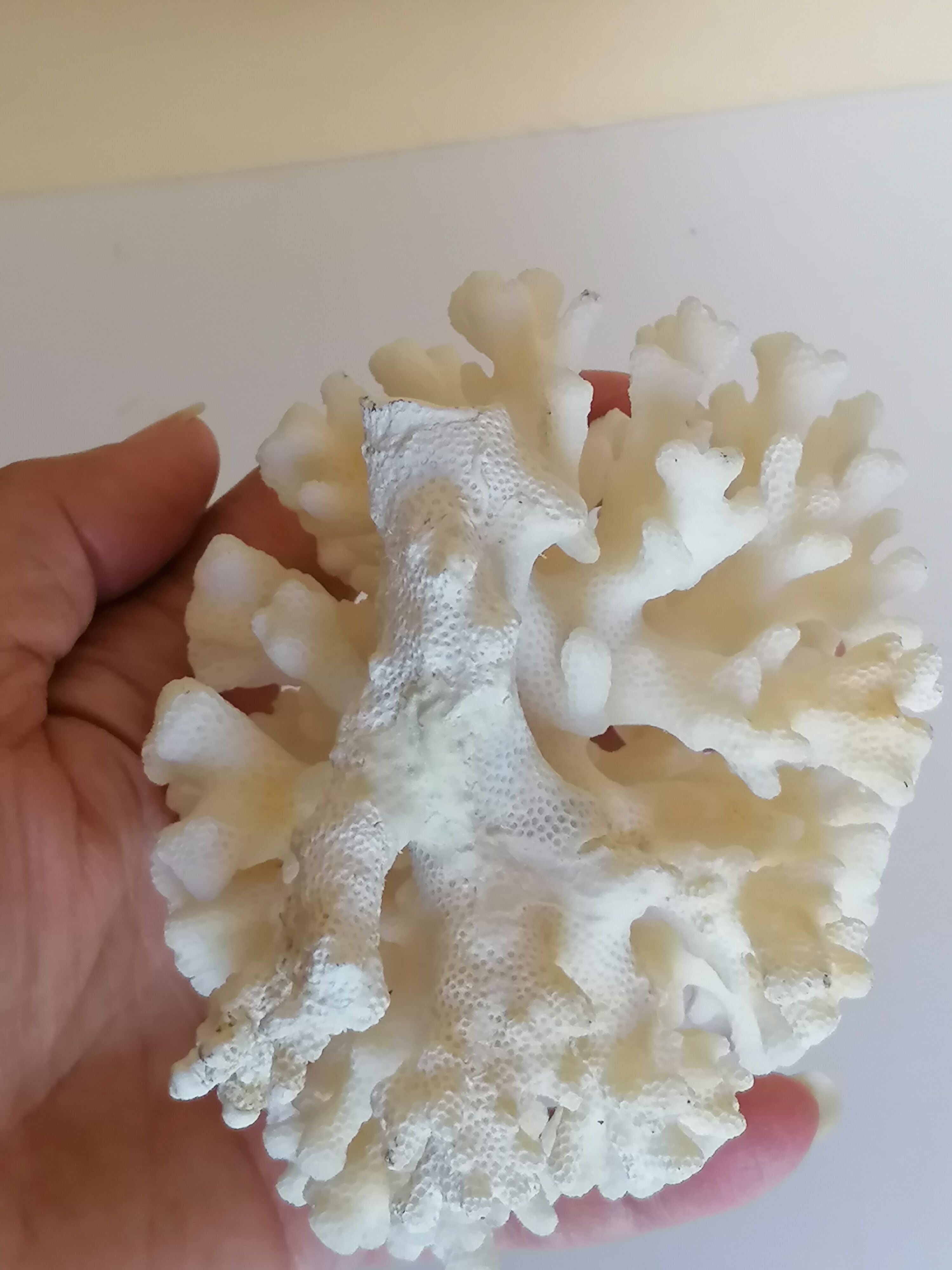 Corail blanc authentique