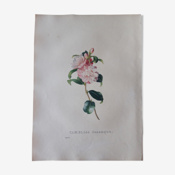 Camellia Sasanqua botanical board, lithographed and coloured, Sertum Botanicum 1832