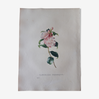 Planche botanique Camellia Sasanqua, lithographiée et coloriée, Sertum Botanicum 1832