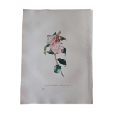 Camellia Sasanqua botanical board, lithographed and coloured, Sertum Botanicum 1832