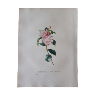 Planche botanique Camellia Sasanqua, lithographiée et coloriée, Sertum Botanicum 1832