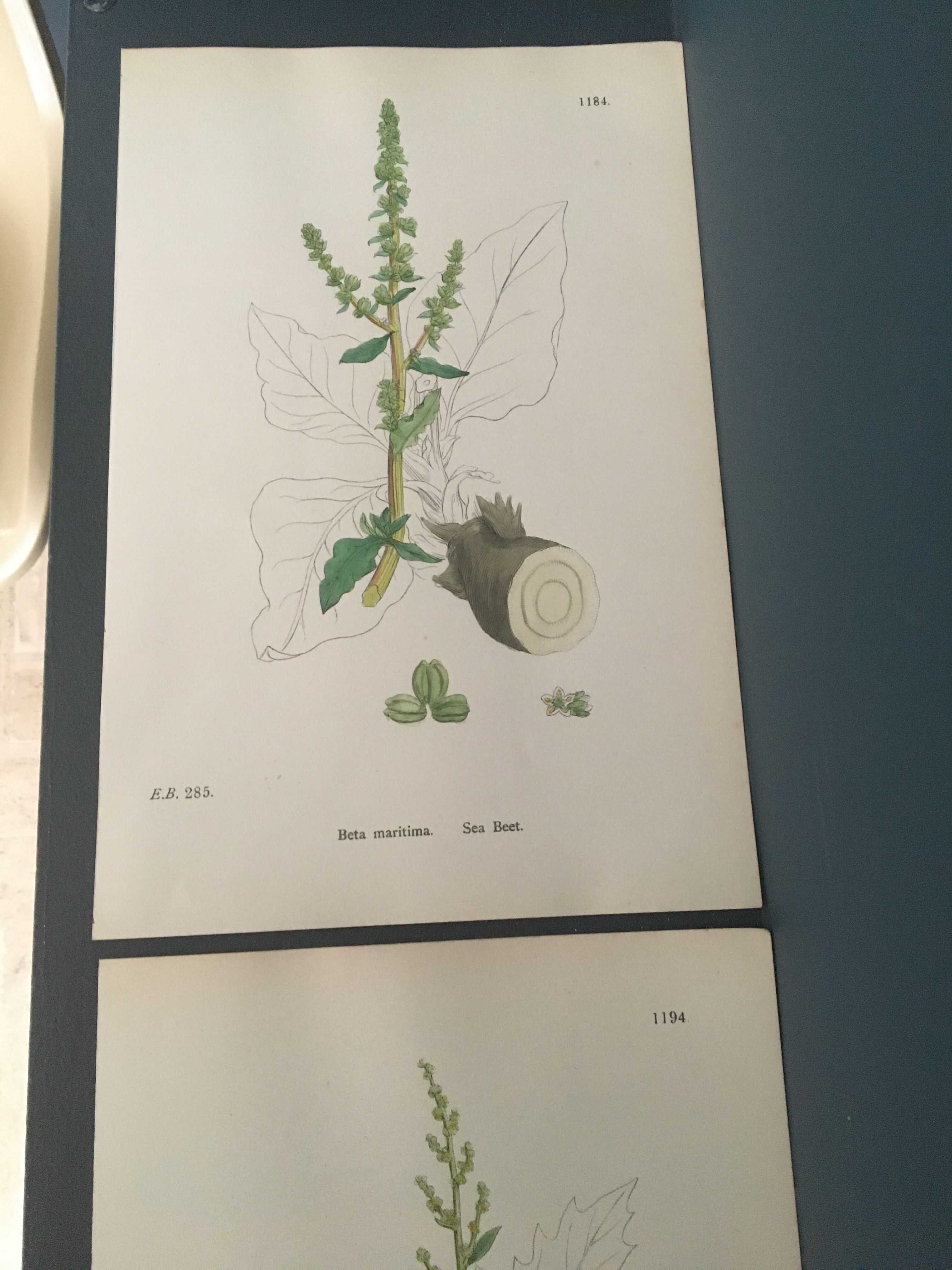 Botanical boards 1920