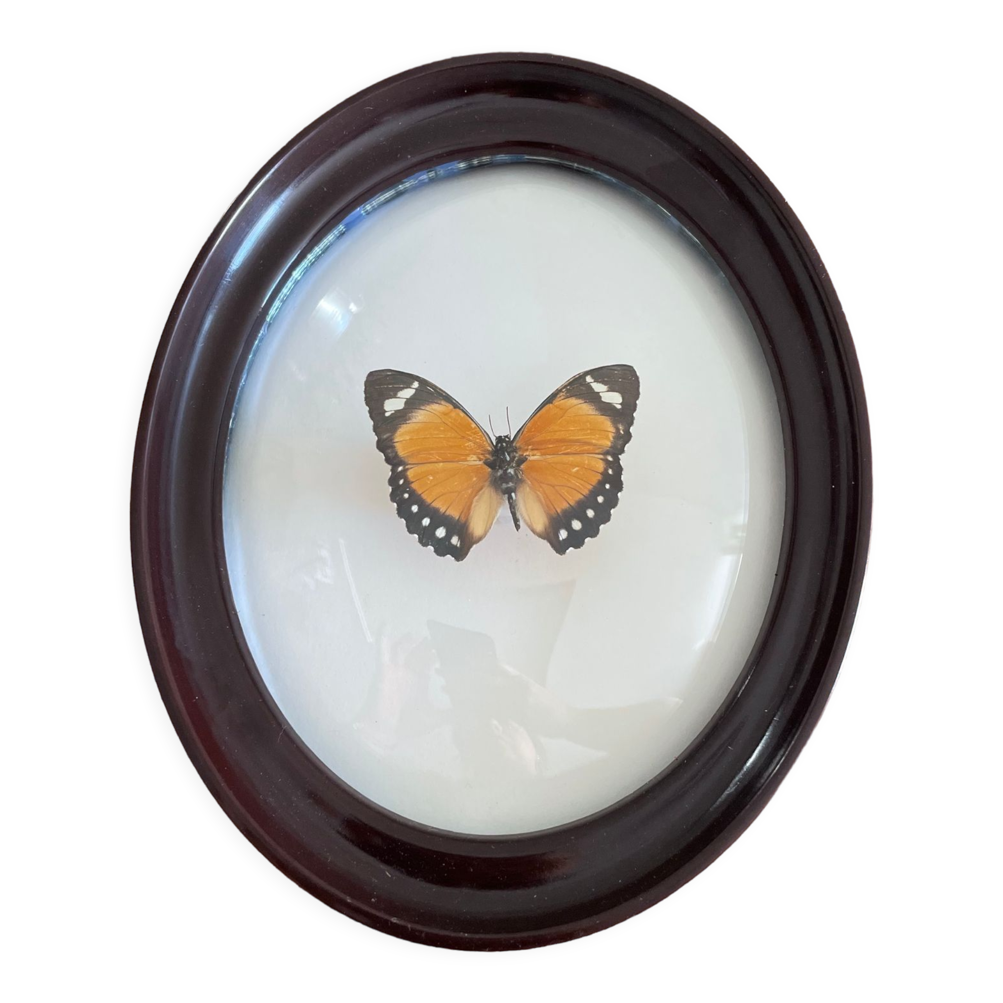 Butterfly frame naturalized curved glass