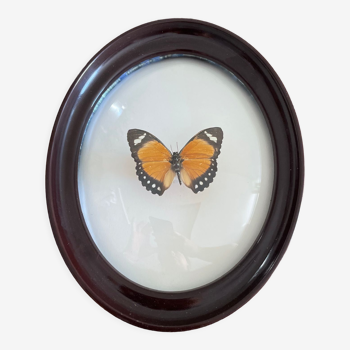 Butterfly frame naturalized curved glass