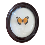 Butterfly frame naturalized curved glass