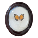 Cadre papillon naturalisé verre bombé