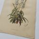 Gravure botanique de 1897 - Sidalcea Candida - Planche originale . Lithographie ancienne de fleur