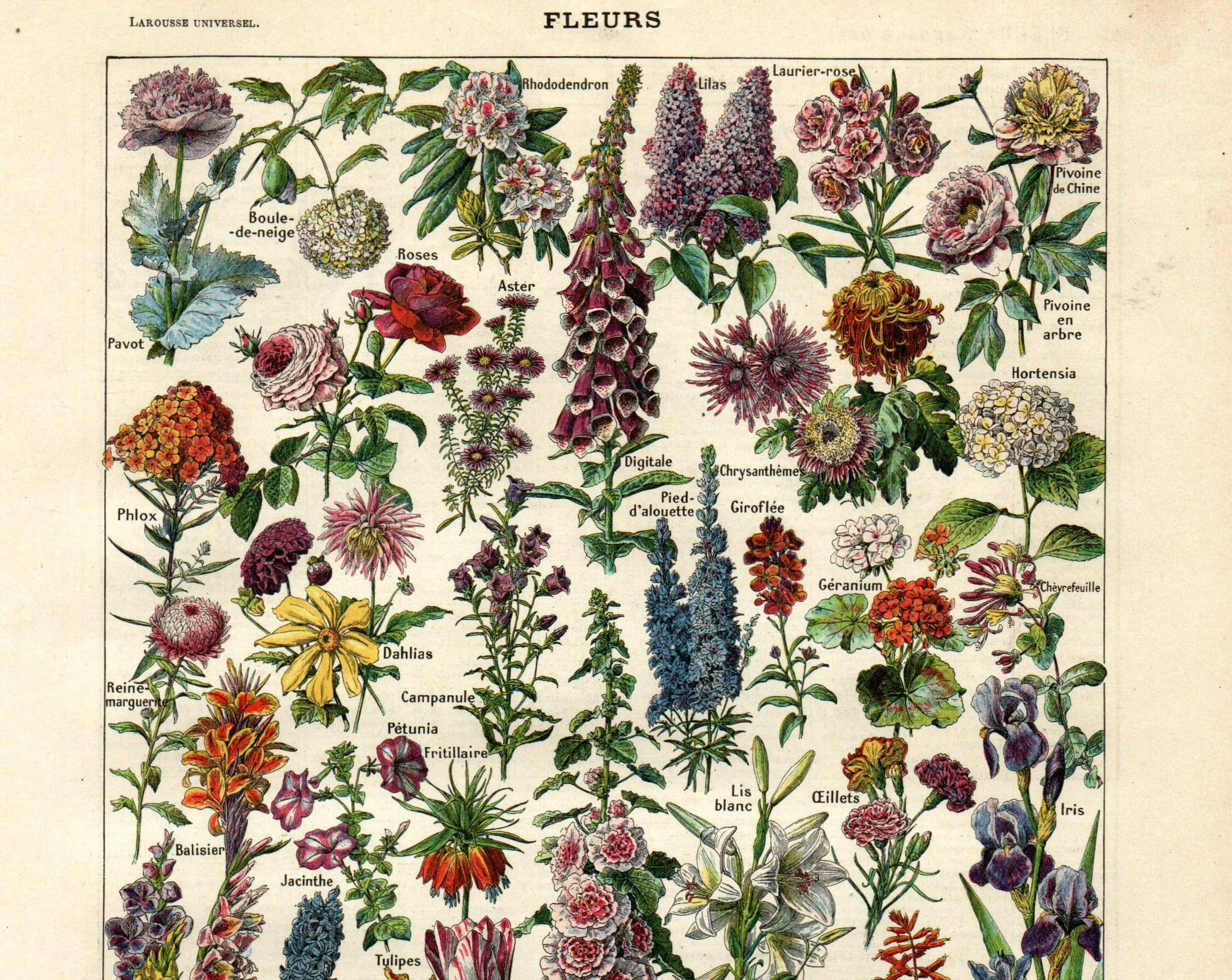 Antique engraving 1923 - Flowers by A. Millot - Bohemian nature lithograph