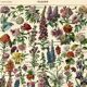 Antique engraving 1923 - Flowers by A. Millot - Bohemian nature lithograph