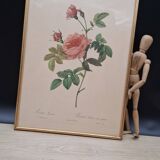 Lithographie PJ Redouté Rosier Turbiné sans épines