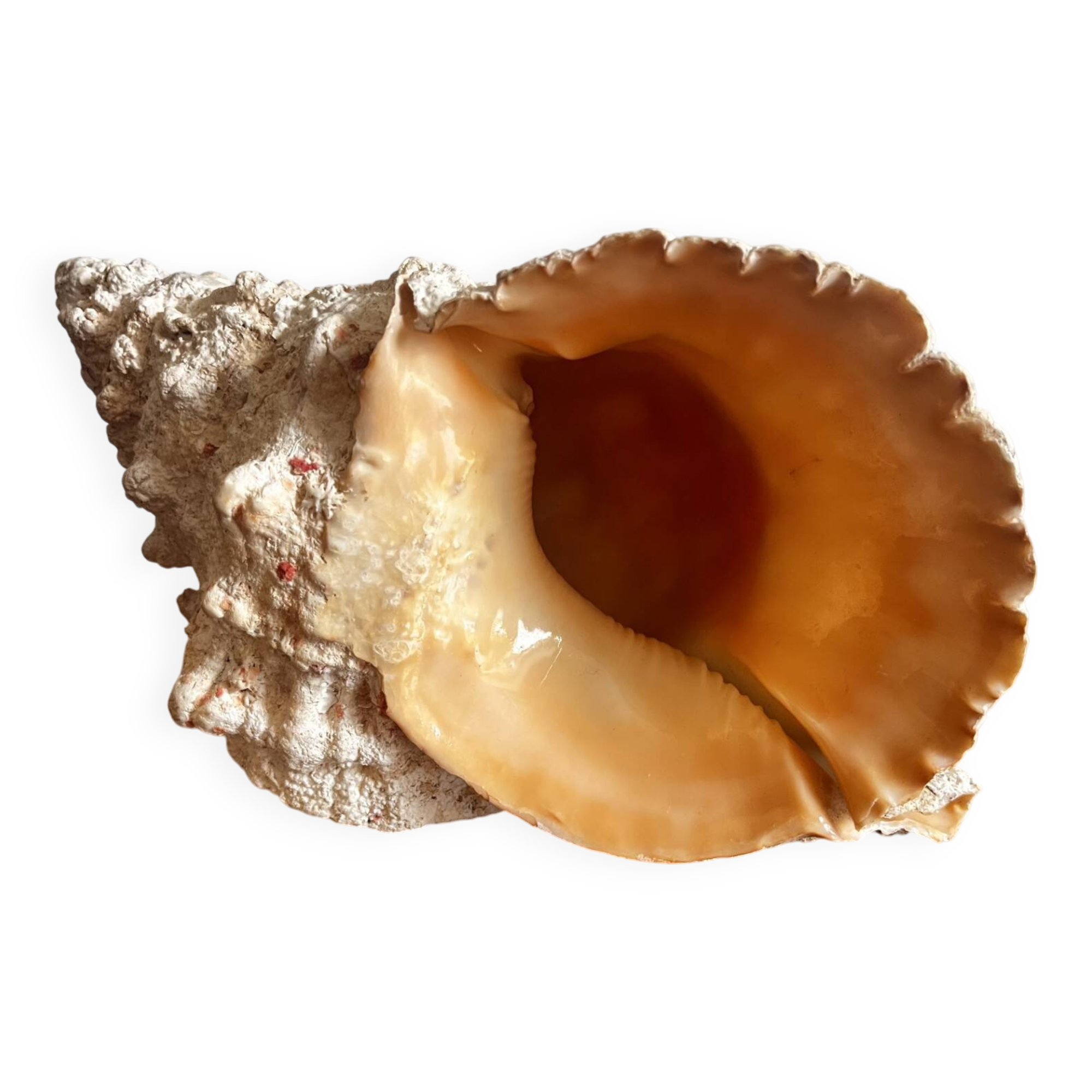 Ancient shell